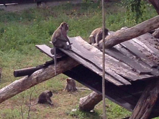 varios monos en las tablas de madera